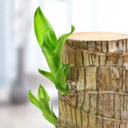 Brazilian Lucky Wood (Buy 1 Get 1 Free )