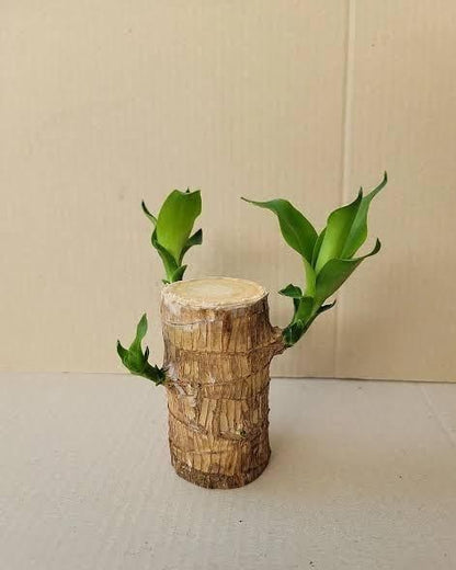 Brazilian Lucky Wood (Buy 1 Get 1 Free )