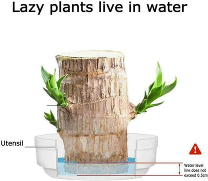 Brazilian Lucky Wood (Buy 1 Get 1 Free )