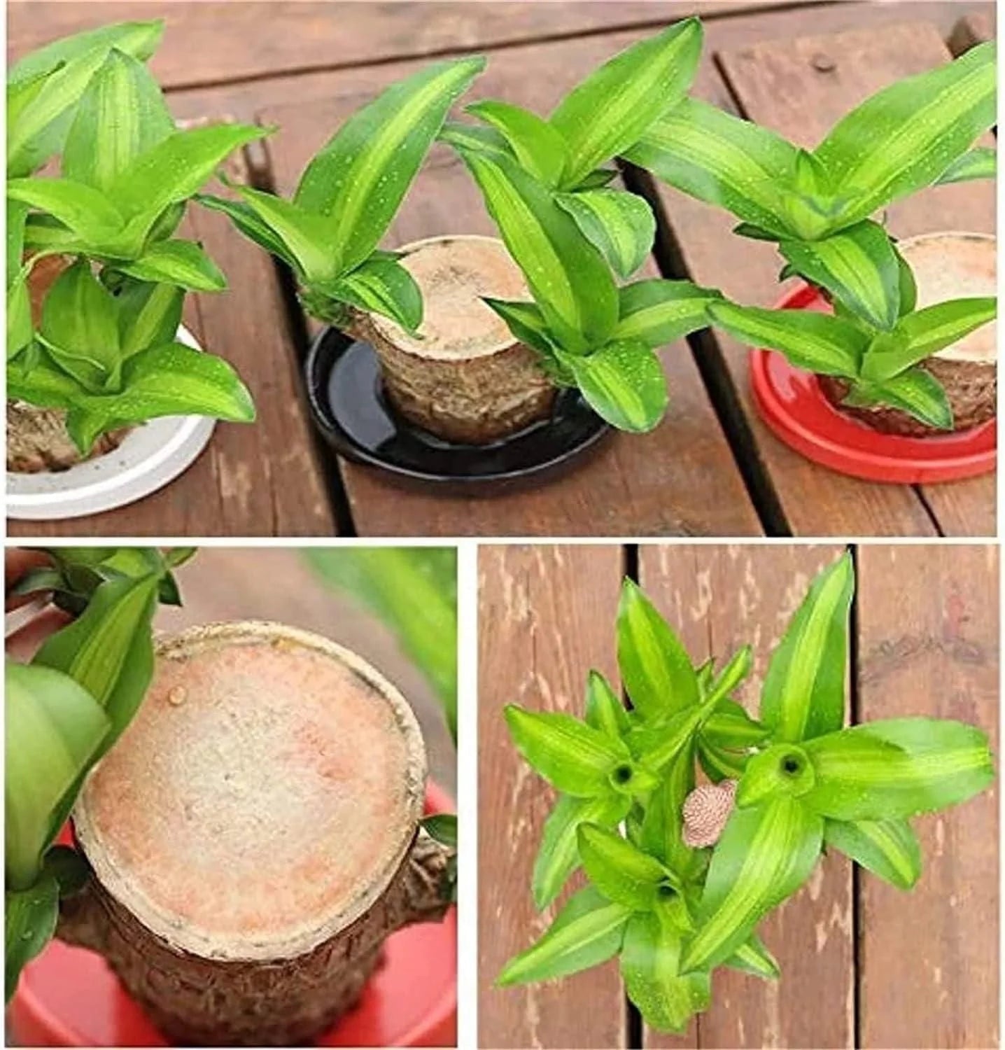 Brazilian Lucky Wood (Buy 1 Get 1 Free )