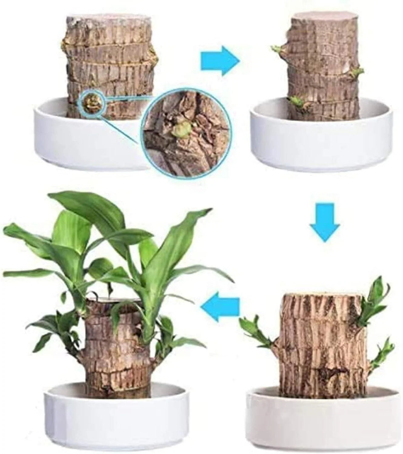 Brazilian Lucky Wood (Buy 1 Get 1 Free )