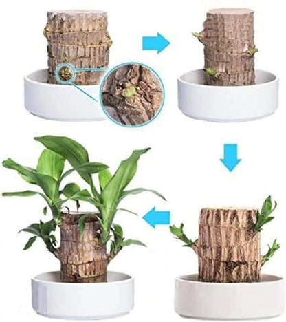 Brazilian Lucky Wood (Buy 1 Get 1 Free )