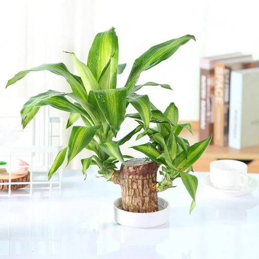 Brazilian Lucky Wood (Buy 1 Get 1 Free )